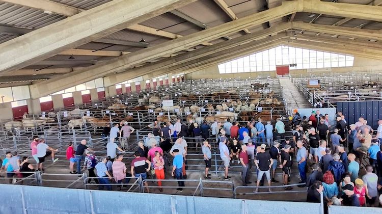 MARCHÉ AUX BOVINS - Réouverture très attendu à Rabastens-de-Bigorre